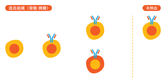 個体の持つほぼ全ての抗体レパートリーを網羅